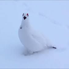 Awebo Bird