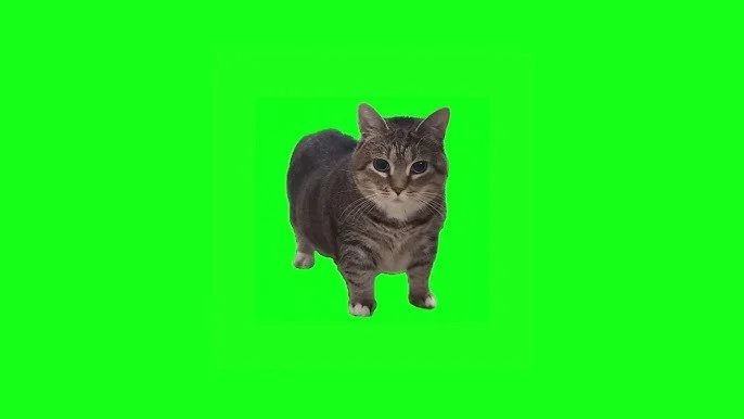 Oii cat