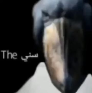 ميمز عربية