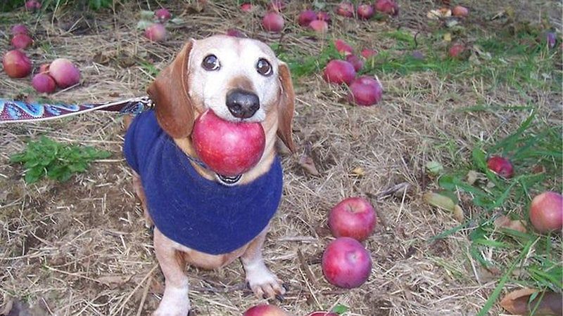 appel