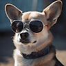 Dog Rogers
