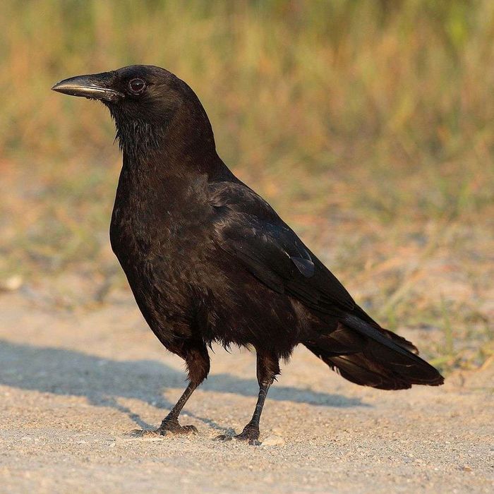 An Actual Crow