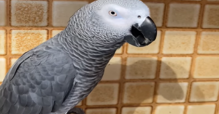 Apollo the Parrot