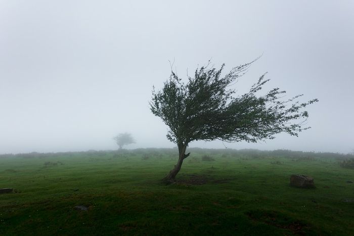 Literally Wind