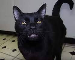 Sylvester