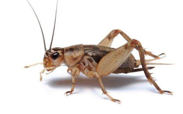Literally Just Crickets Chirping