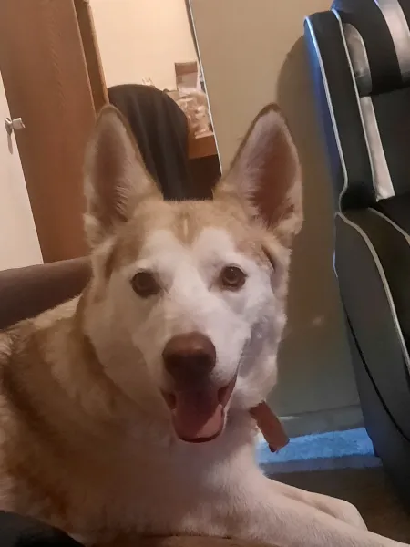 Luna (Personal Pet Dog)