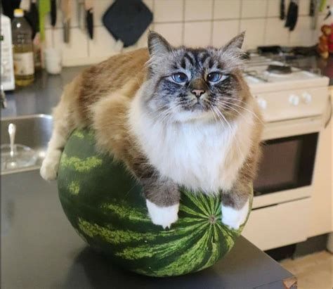 Watermelon cat