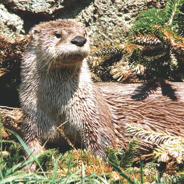 Lontra canadensis