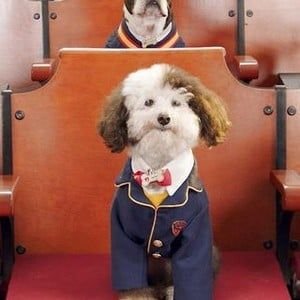 Whiz Pup Academy [Español Latino]