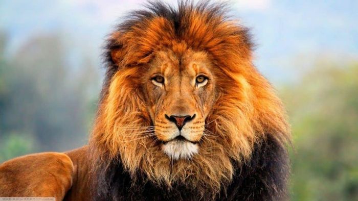 Lion