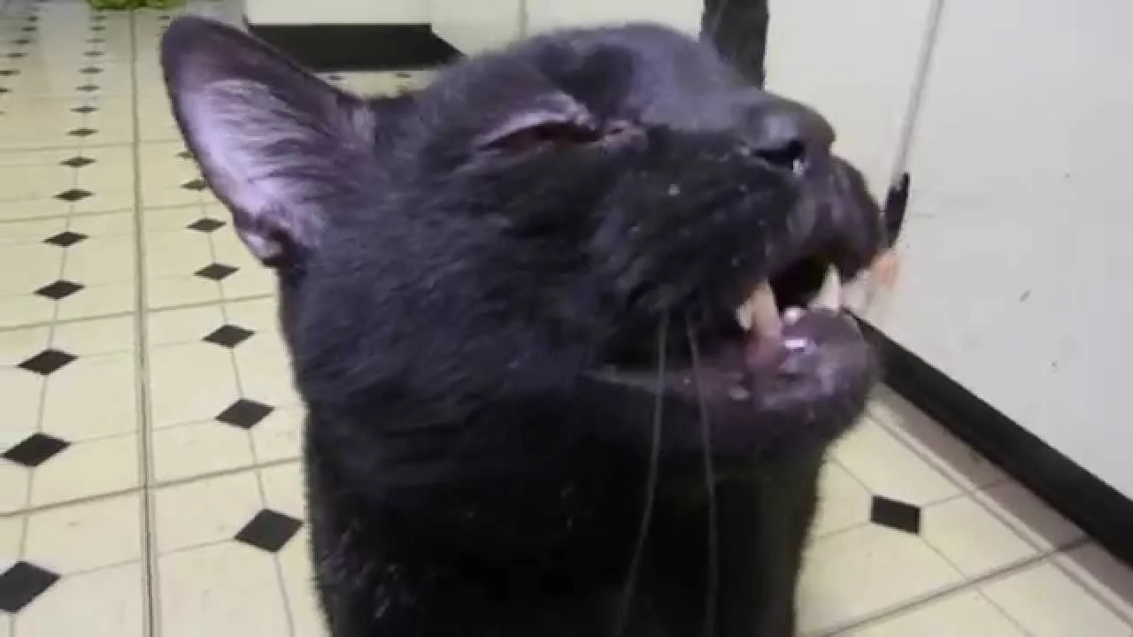 Sylvester Cash (Talking Kitty Cat) But is sound bad