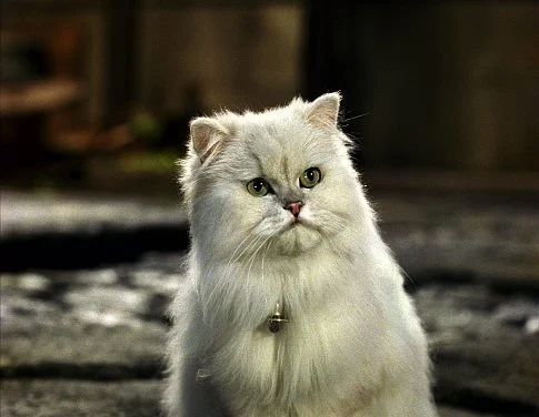 Snowbell (Stuart Little/Stuart Little 2)