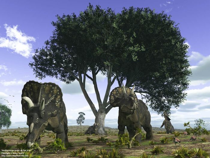 Ceratopsidae - Nedoceratops