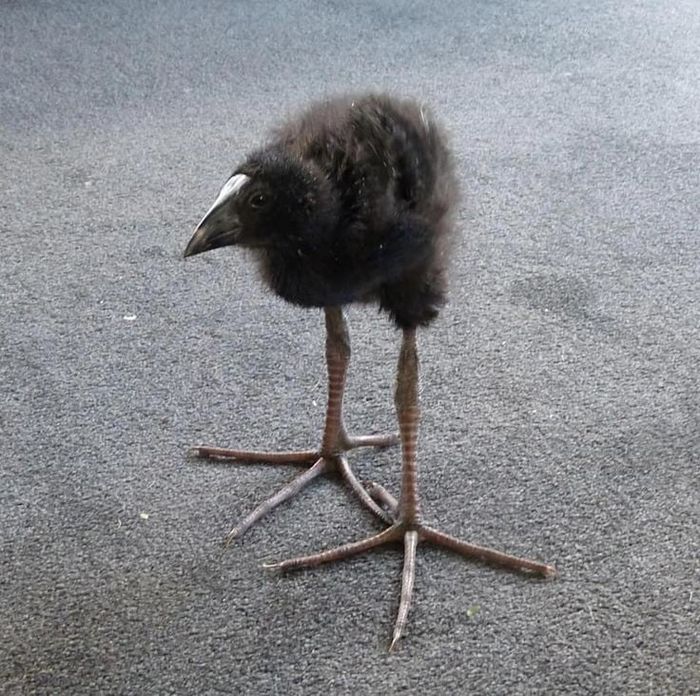 DAMN pukeko