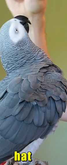 Apollo The Bird (@apolloandfrens)