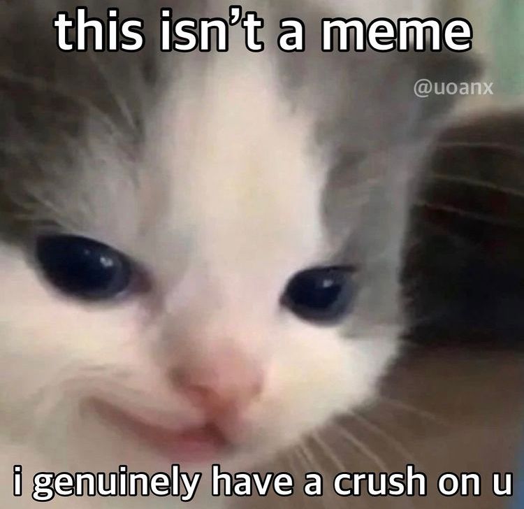 Literally just a cat