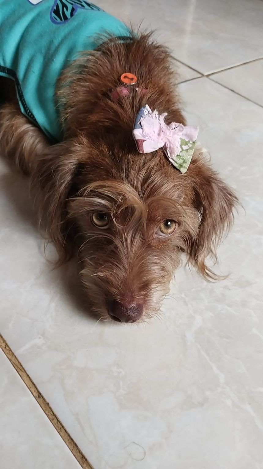 Amora