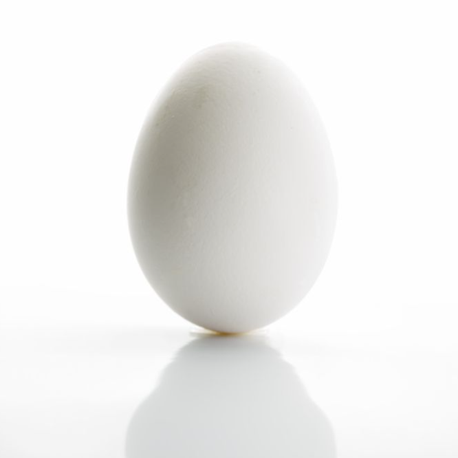 EGG