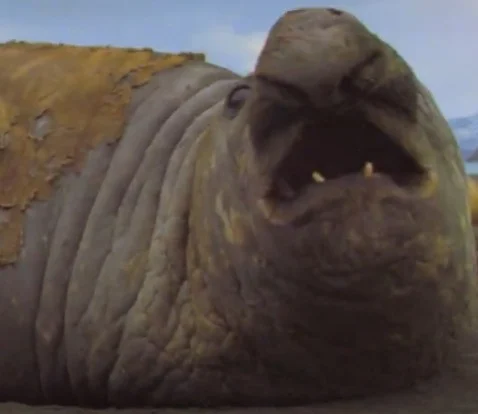 Elephant seals