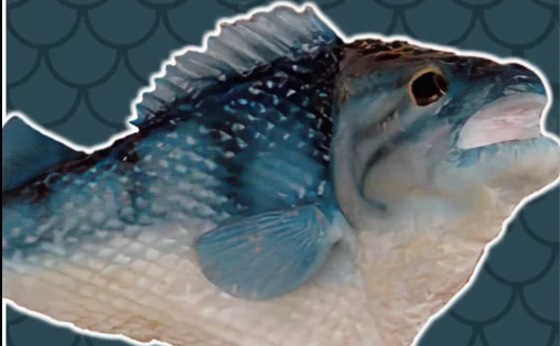 Gemmy Frankie Fish