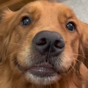 golden retriever dog