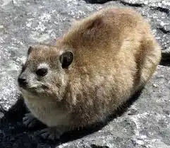 Hyrax (AWAWA Meme)