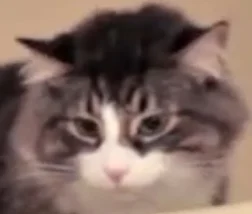 Kemba (N2 the Talking Cat)