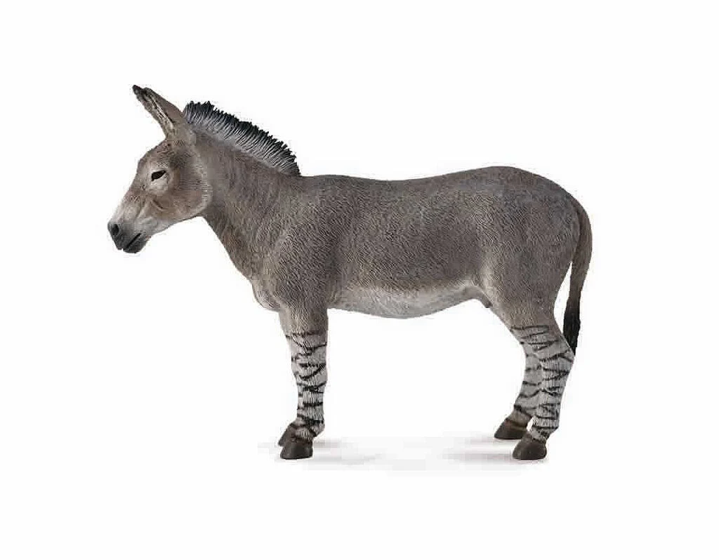 Prince Nevehan The African Wild Ass
