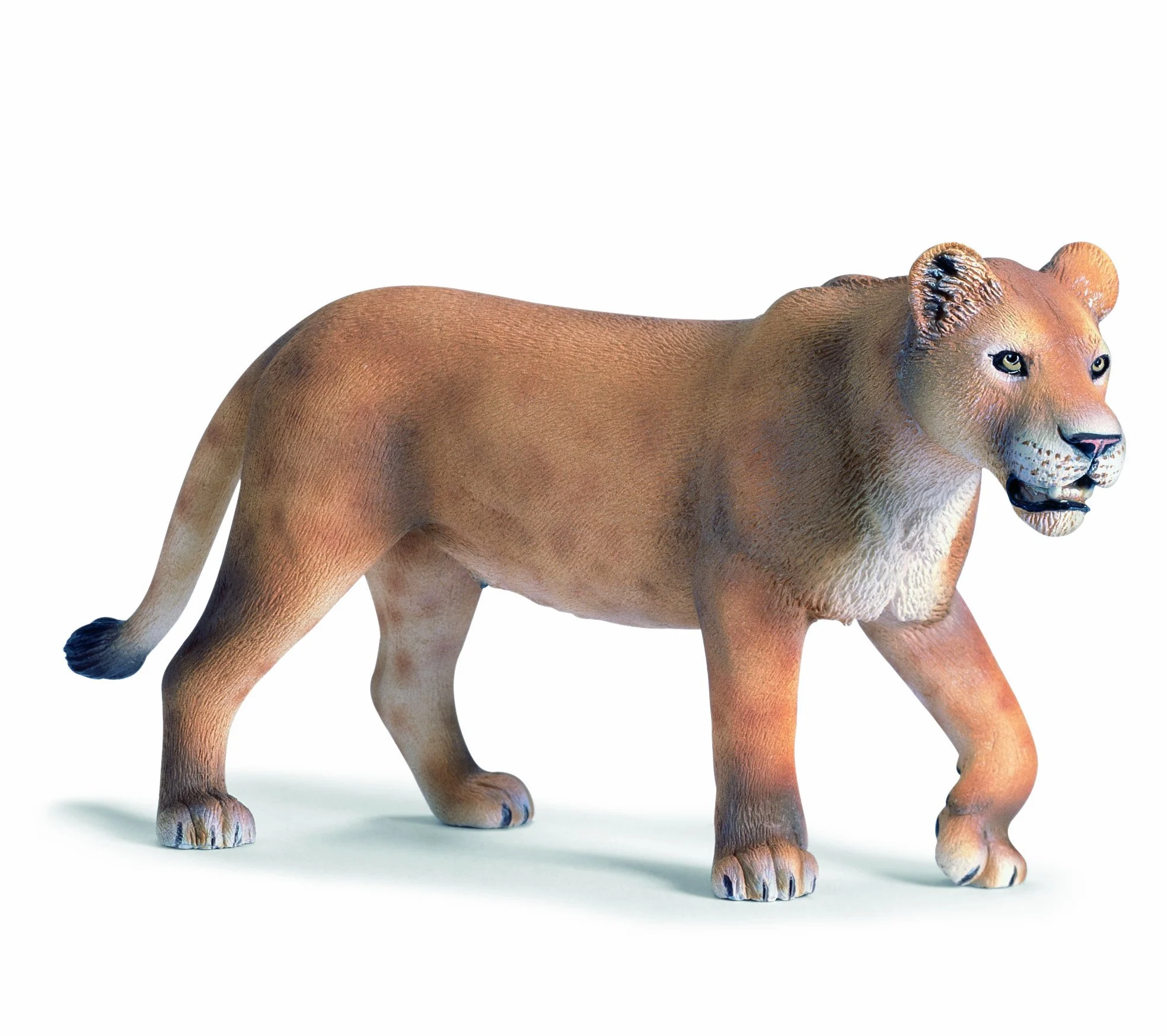 Sally the Lionesses