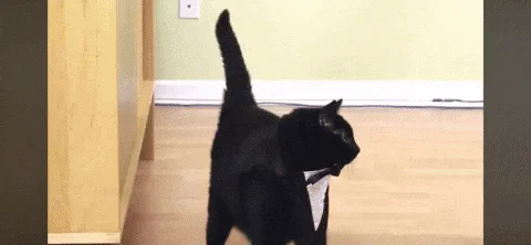 Just literally N2 Singing (N2 The Talking Cat)