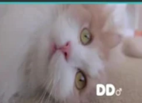 DD (Kittisaurus)