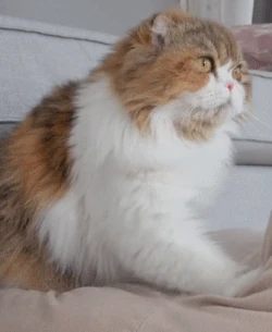 ChuChu (Kittisaurus Villains)