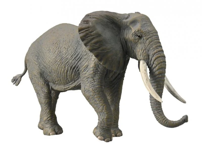 King Triton The African Bush Elephant