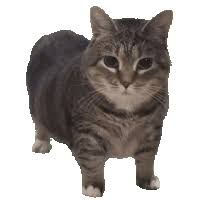 Meme Cat