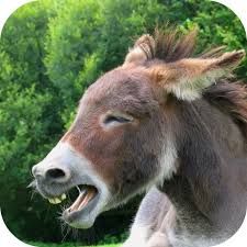 حمار _ Donkey