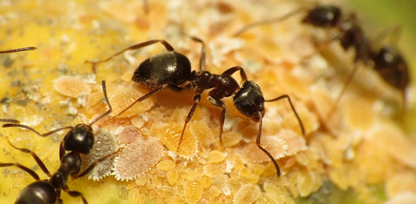 Semut / Ant