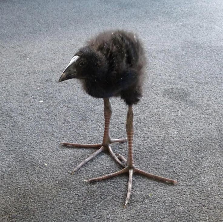 DAMN pukeko