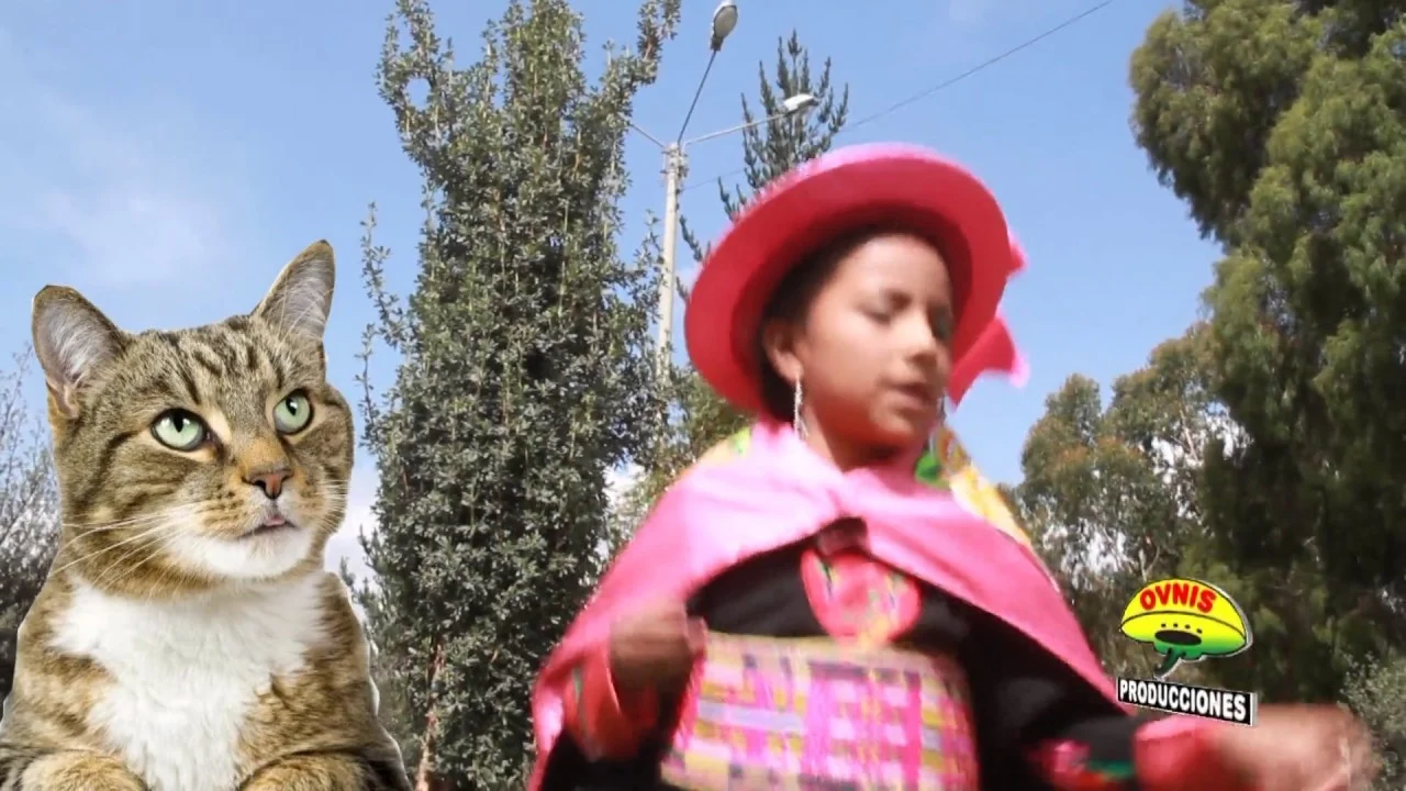 Ay mi gatito miau miau