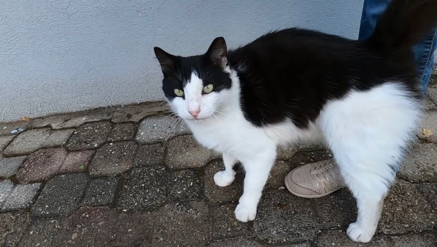 A Black and White Cat Meowing