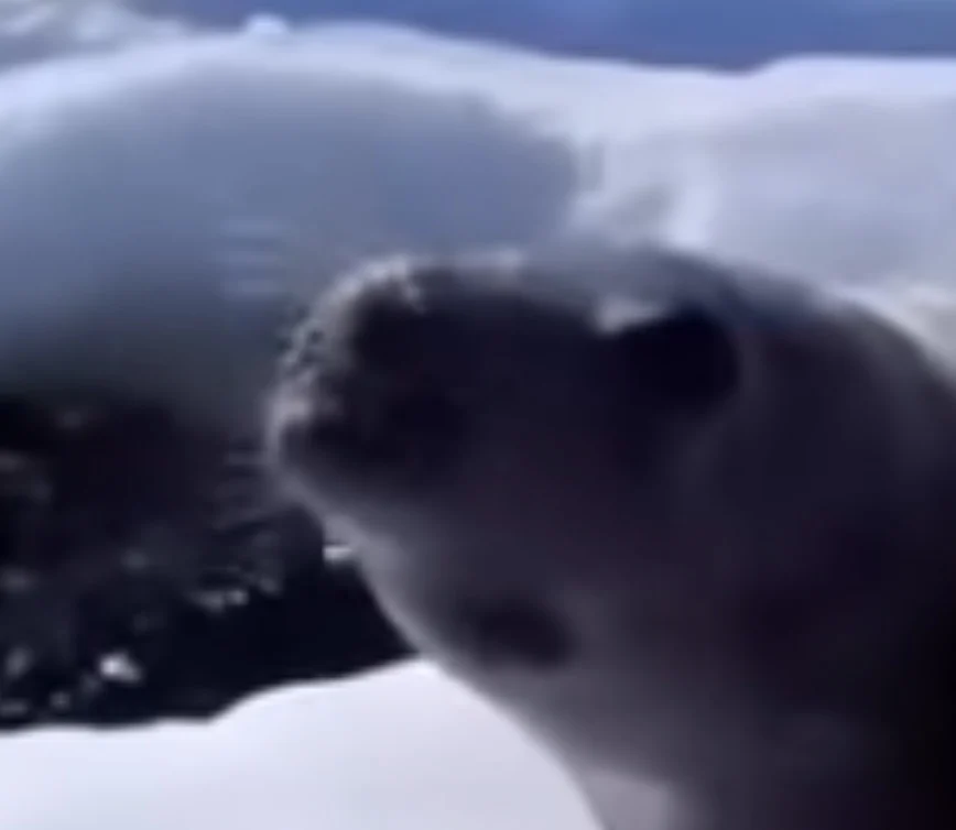 Egg Seal