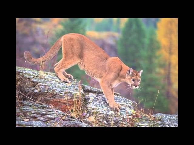 Cougar (Mountain lion)