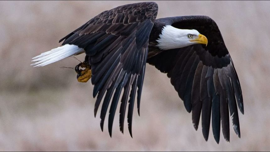 eagle
