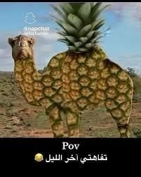 اناناقة (meme)
